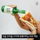 보고펫