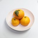 제주 유라조생귤 맛다믄 청원농장에서