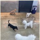 제주네 애견유치원 이미지