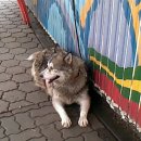 쓰담쓰담해줄개 이미지