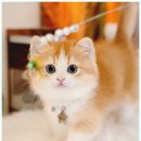 메종드센텀 | 부산고양이분양·먼치킨분양 고민 끝! 해운대고양이 메카, 메종 드 네코 센텀본점 방문 후기