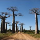 바오밥나무 이미지