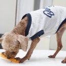 혼자멍냥 이미지