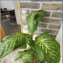 거양길-1 이미지