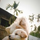 일산시티 동물의료센터 이미지