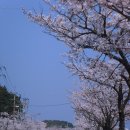강릉 벚꽃 축제 .. 이미지