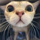 압구정 동물의료센터 이미지