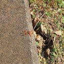 깊어가는 가을의 플로리스트(10월) | 한국외대 글로벌캠퍼스 &#39;명수당&#39;의 가을 : 25년 10월 29일 방문 후기