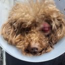 힙독 애견카페 이미지