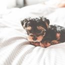 모현동물병원 이미지