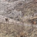 도도네 개집 이미지