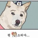 베이피움