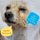 DOG깨비 강아지 미용실 이미지