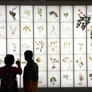 약초와 생활한방 이미지