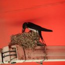 제비초등학교 이미지