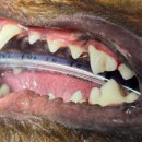 기장i동물의료센터 이미지