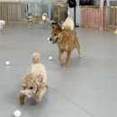 온리 펫살롱 이미지