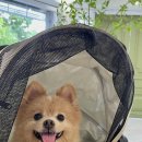 [송내 브런치] 올리브 앤 올리비아, 내돈내산 반려견 동반 가능 브런치 | 가지 라자냐