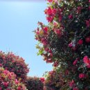 제주스테이 멀리 이미지