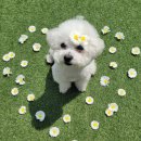 꽃피는견생 인천애견유치원 이미지