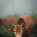 산삼한의원 이미지