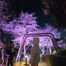 31 | 여성 스니커즈 발편한 굽있는 화이트스니커즈 P-31 후기