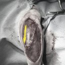 으뜸원동물병원 이미지