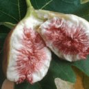 영오농장 이미지