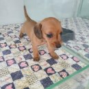 퍼피루미 옥정점 이미지