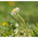 지리산민들레 이미지