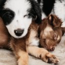 건강한 강아지 이미지