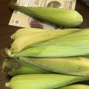 곡성농장 | 25-05_농라 곡성불로치농장 흑찰옥수수 후기