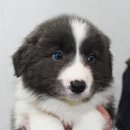 머리농장 이미지