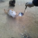 복실강아지 이미지