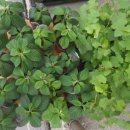 환평약초체험마을 이미지