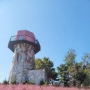 팜카밀레 이미지