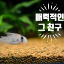 나르샤아트 이미지