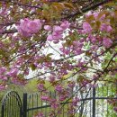 봄에새싹 이미지