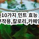 민트차 효능과 부작용 이미지