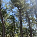 파레사애견풀빌라 이미지