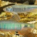 피라미다 이미지