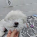털빨충전중 이미지