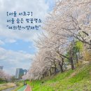 파리바게뜨 양재하나로점 | 서울 숨은 벚꽃 명소 여의천 양재천 실시간 만개 현황