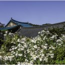 평사(여) Daum카페