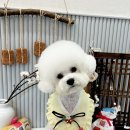 햇살애견미용실 이미지