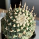 유럽산 중대품 국수Strombocactus disciformis(국수,5cm,유럽산) 이미지