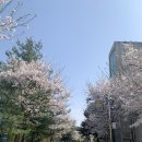 서호공원 | [수원 벚꽃 명소] 수원 서호공원 벚꽃 후기 화서역 수원 스타필드 근처 피크닉 명소