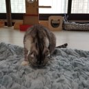 행복이불 이미지