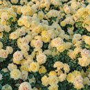 정원의 조성과 관리 이미지