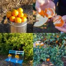 901 | 제주 동쪽 귤체험 맛있어서 택배까지 보낸 제주농원901 후기